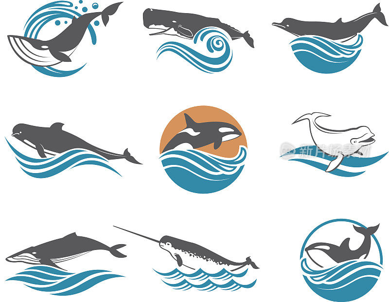 various whales set